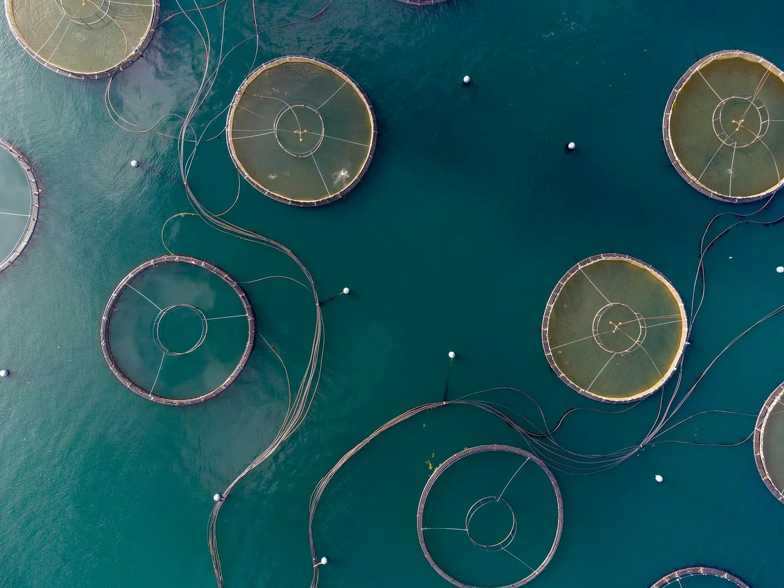 Fish farms, like the ones Remora Robotics helps keep clean with their robots, taken from above.
