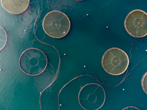 Fish farms, like the ones Remora Robotics helps keep clean with their robots, taken from above.